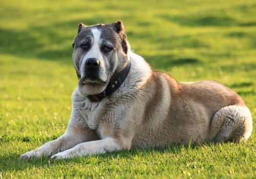 Районна прокуратура Стара Загора образува досъдебно производство срещу стопанин от Стара