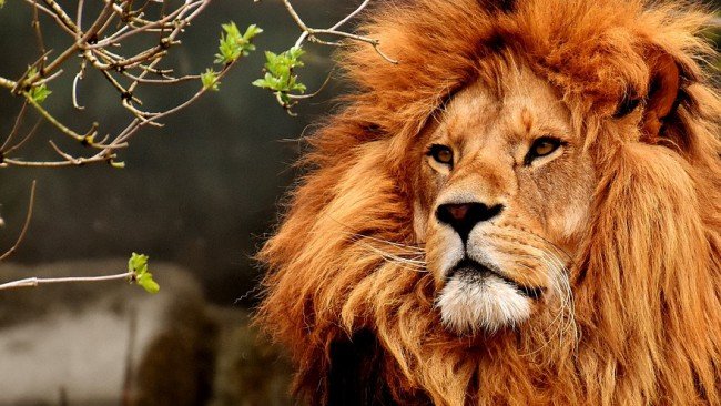 Горила и два лъва в зоопарка в Прага са дали
