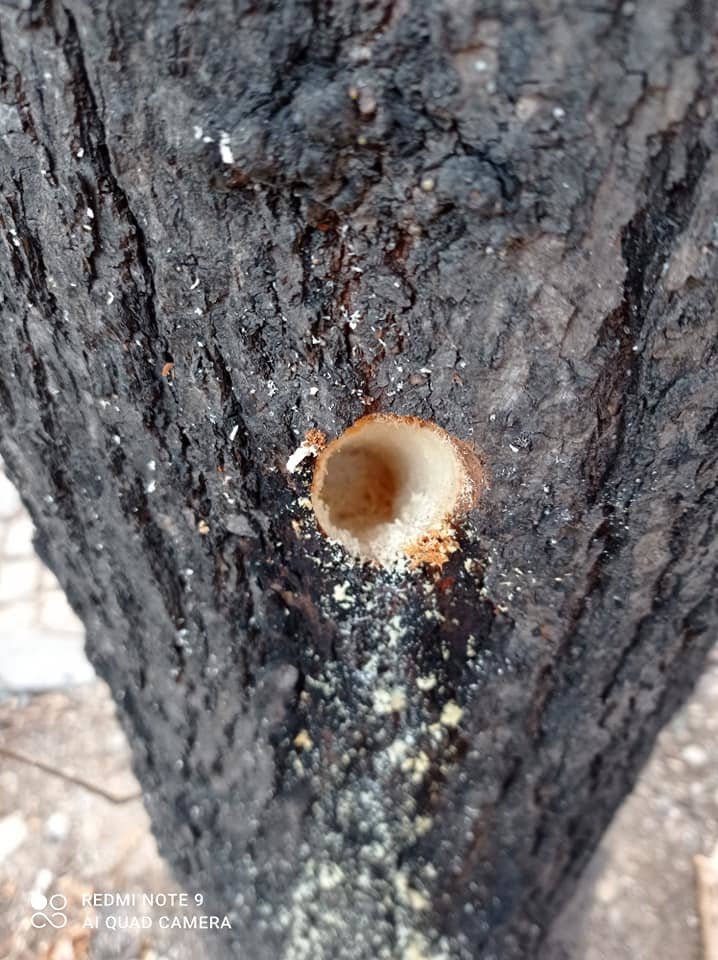 Дървета до детска площадка в столичния район Оборище са надупчени и насипани