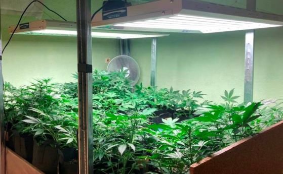 Модерна нарколаборатория за отглеждане на марихуана разкри полицията в град