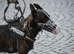 Полицейски кучета в Латинска Америка разпознават заразени с COVID-19