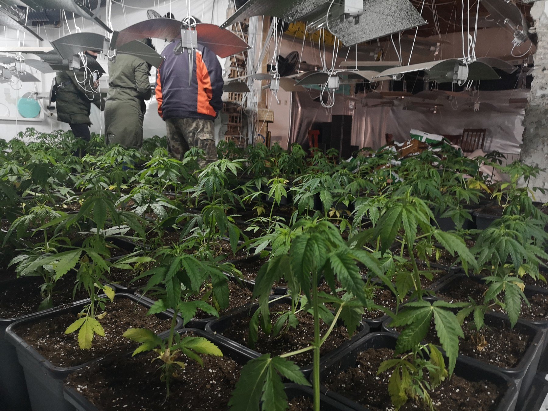 Оранжерия за производство на марихуана е разкрита днес при полицейска
