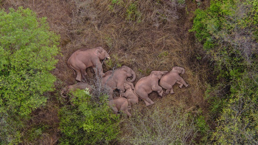 Скитащо стадо диви азиатски слонове привлече вниманието на целия свят