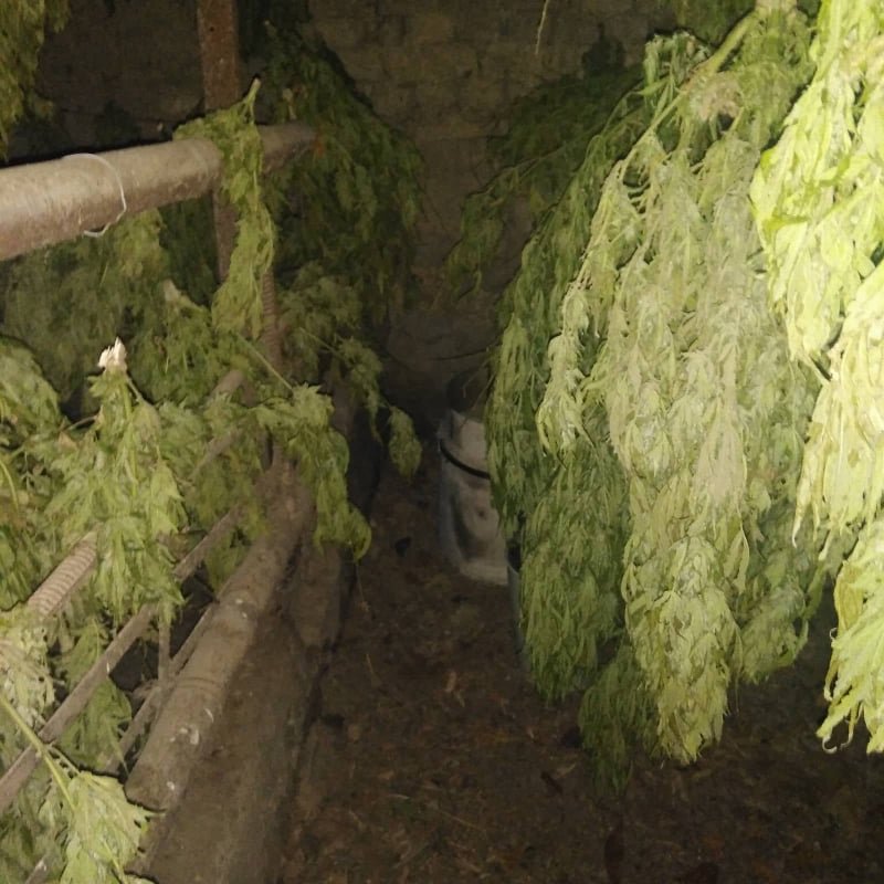 Близо 60 килограма марихуана откриха полицаи от РУ Свиленград при две
