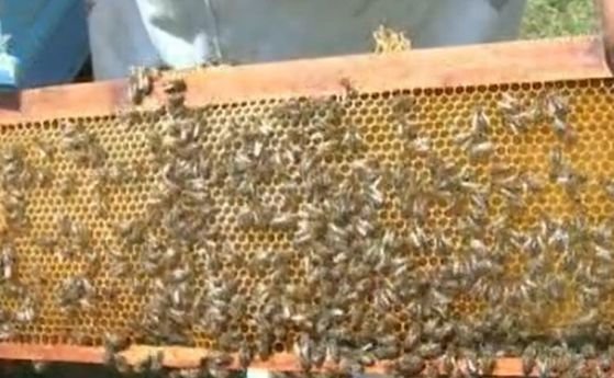 Финансовата подкрепа за пчеларите по мярката de minimis е прекратена,