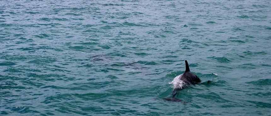 Труп на делфин изхвърлен от вълните е открит на неохраняемия