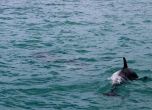Откриха труп на делфин на плаж в Приморско