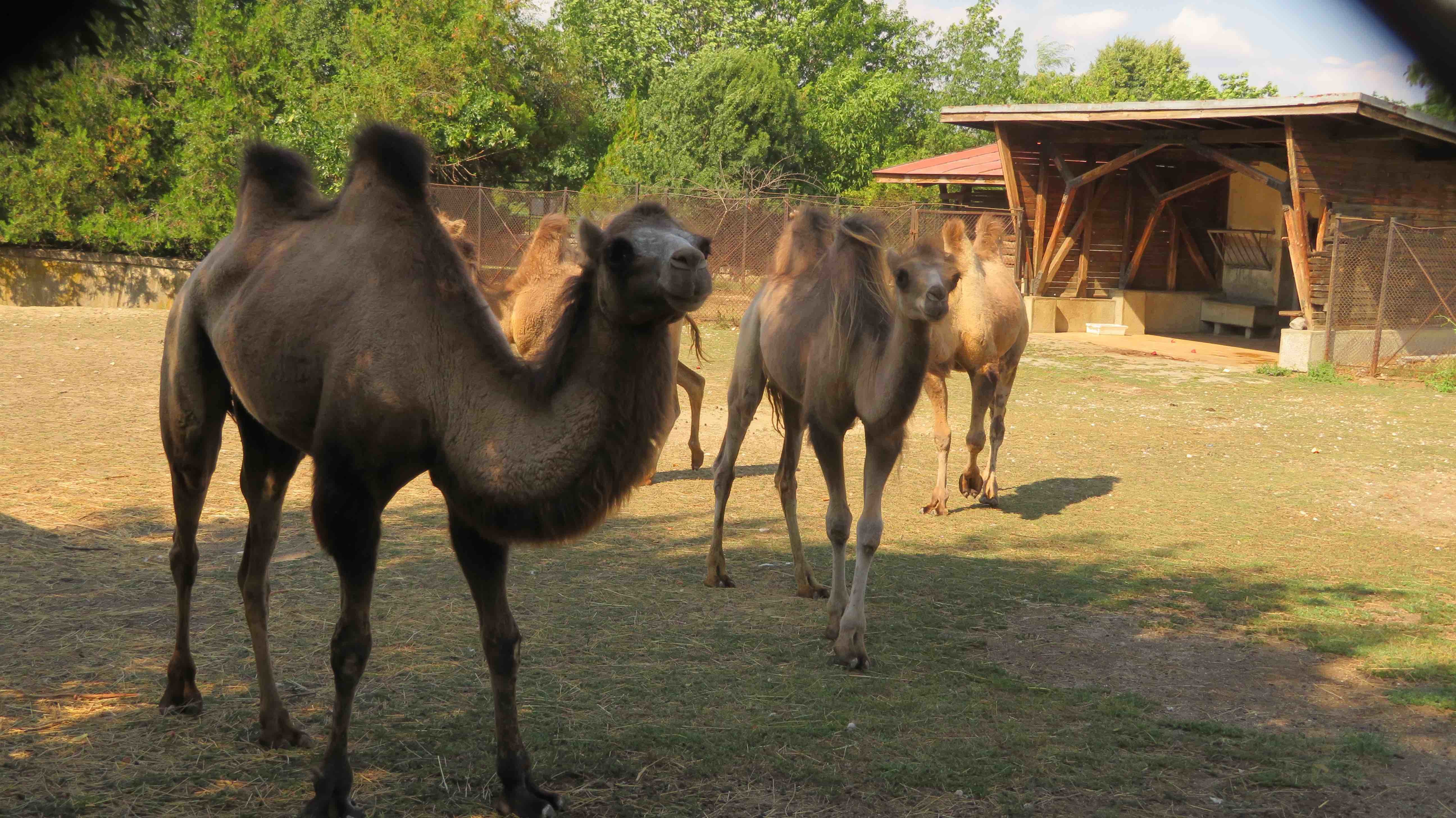 Четири нови двугърби камили пристигнаха в столичния зоопарк от зоологическата