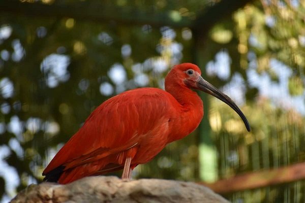 Най новите екзотични обитатели на Софийския зоопарк са яркочервени ибиси съобщиха от