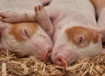 Откриха Африканска чума по свинете в пазарджишко село