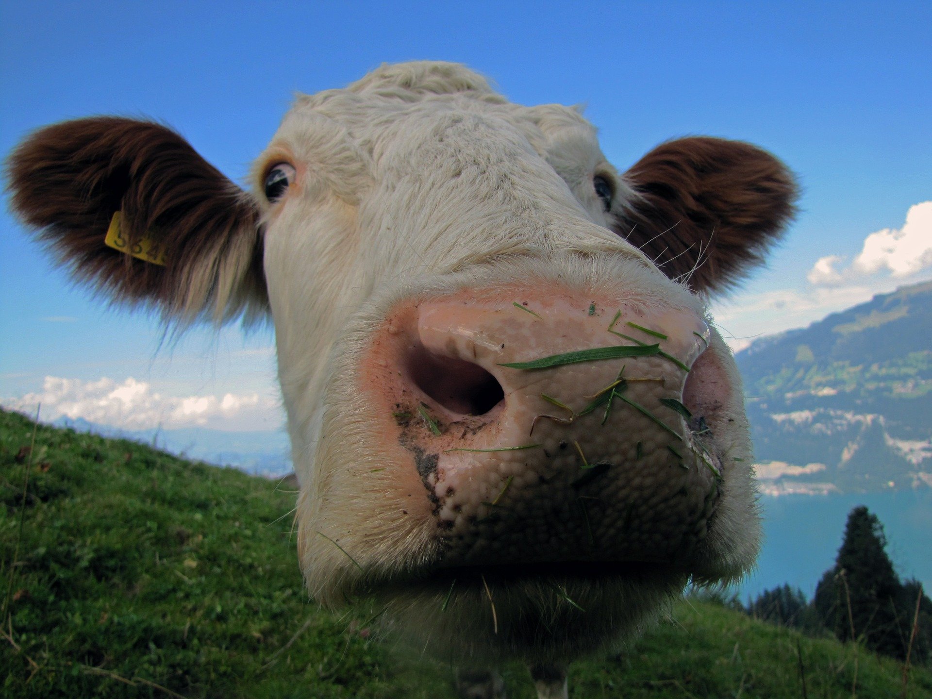 Крави  пострадали по време на летния си престой по високите швейцарски алпийски