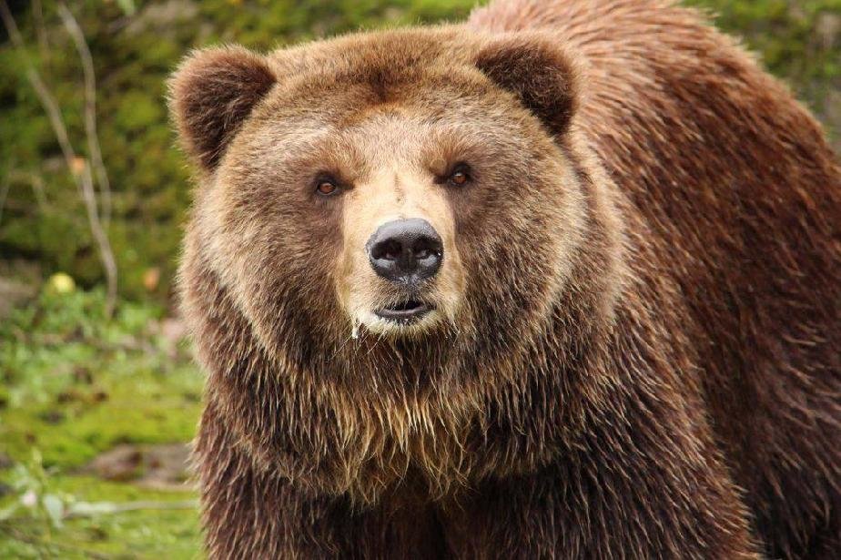 Мечка, наречена Симона, стана първата проблемна мечка в България, която