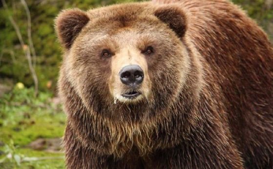 Смолянското село Арда е в паника заради нападения от мечка
