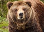 Смолянското село Арда нападнато от мечка