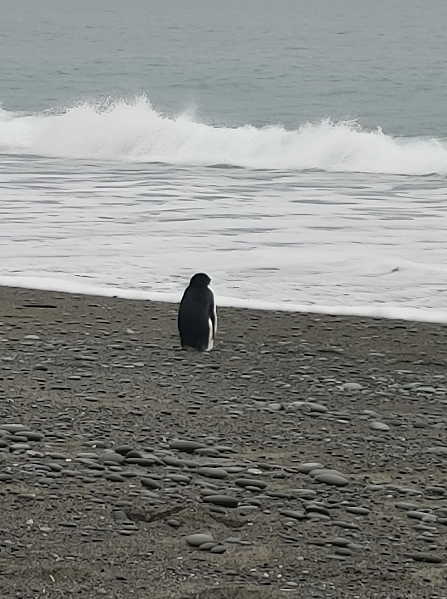 Пингвин се озова на бреговете на Нова Зеландия на най малко