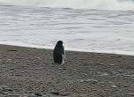 Пингвин измина 3000 км от Антарктида, озова се объркан и изтощен в Нова Зеландия (видео)