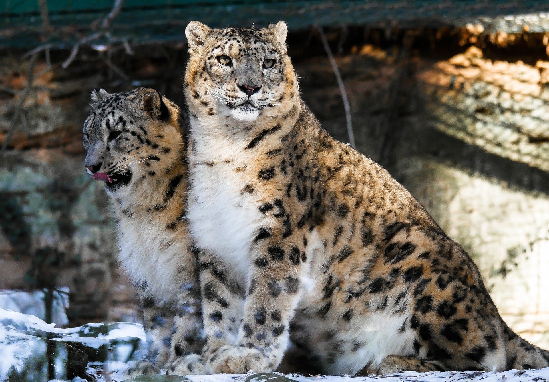 Три снежни леопарда умряха след усложнения на COVID 19 в зоопарк в