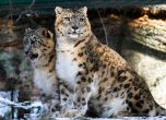 Три снежни леопарда умряха от COVID-19 в зоопарк в Небраска