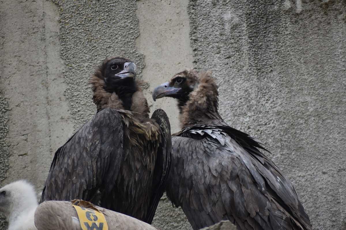 Двойка черни лешояди картали са най новите обитатели на зоологическата градина