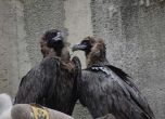 Двойка черни лешояди пуснаха в Софийския зоопарк (снимки)