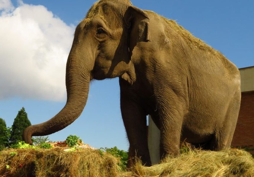 Почина индийската слоница Артайда – най-възрастното животно в Софийския зоопарк. Тя
