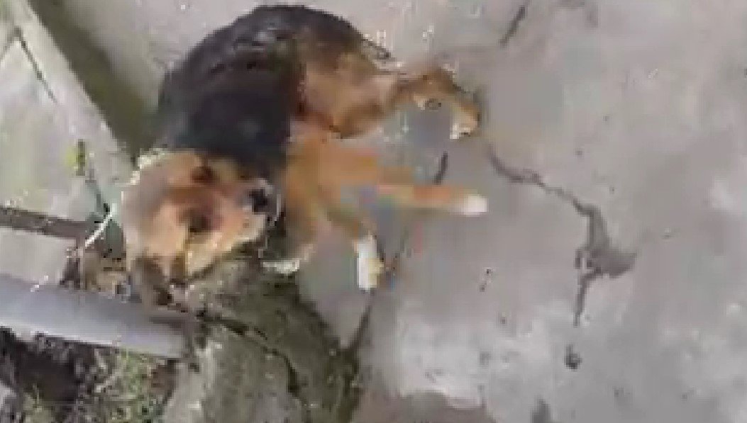 За ужасяващ тормоз над кучета разказват жители на село Радилово Пазарджишко Става