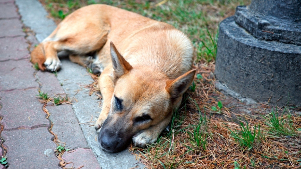 Граждани сигнализират за масово упояване на бездомни кучета в Благоевград
