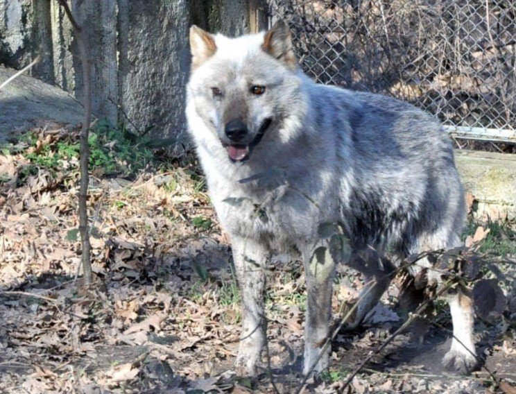 14-годишно момиче е нахапано от избягалия вълк от зоопарка в