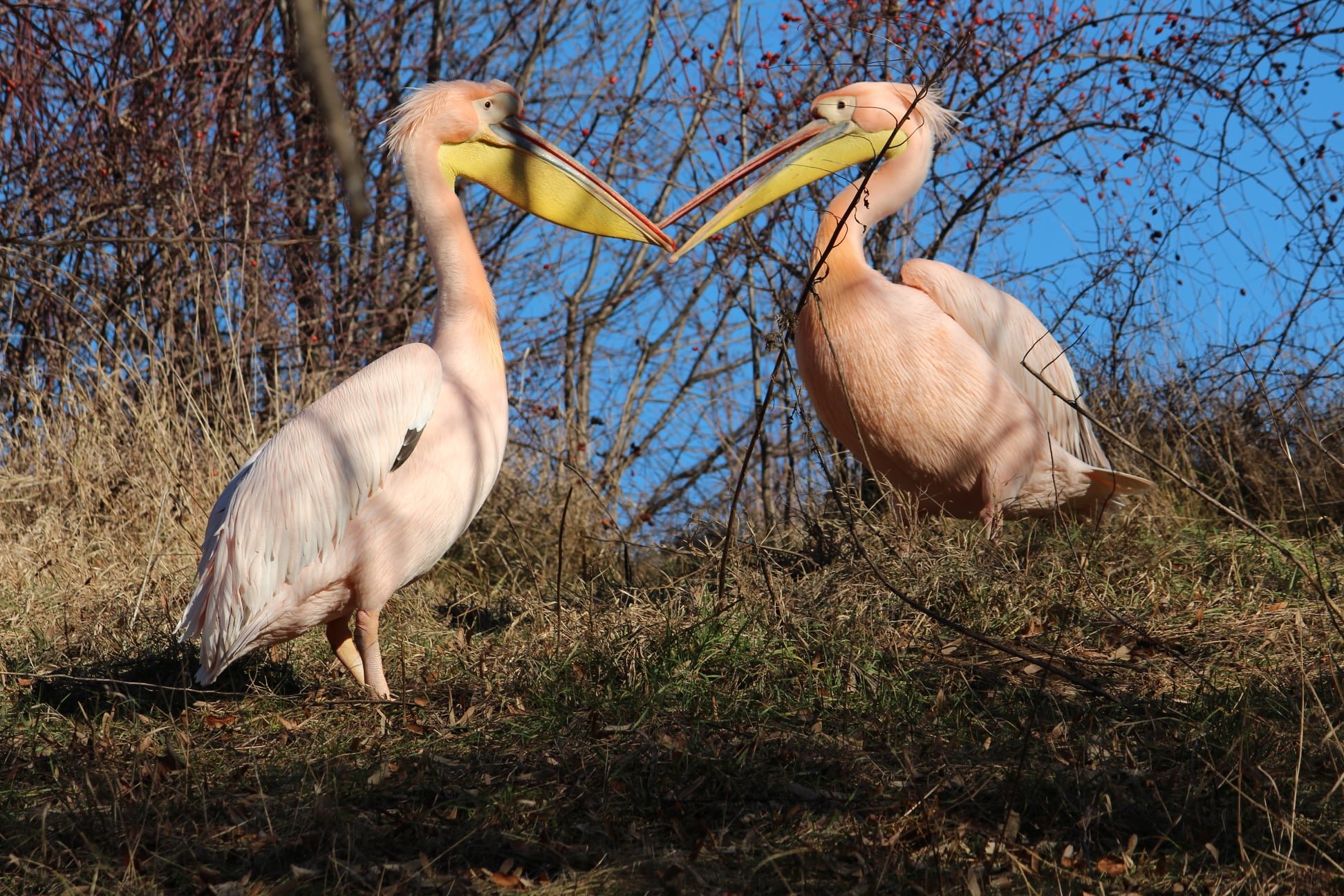 Зоологическата градина в София също отбеляза празника на любовта