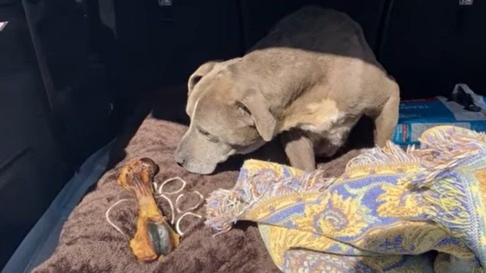 Куче беше върнато на собствениците му в Калифорния след 12