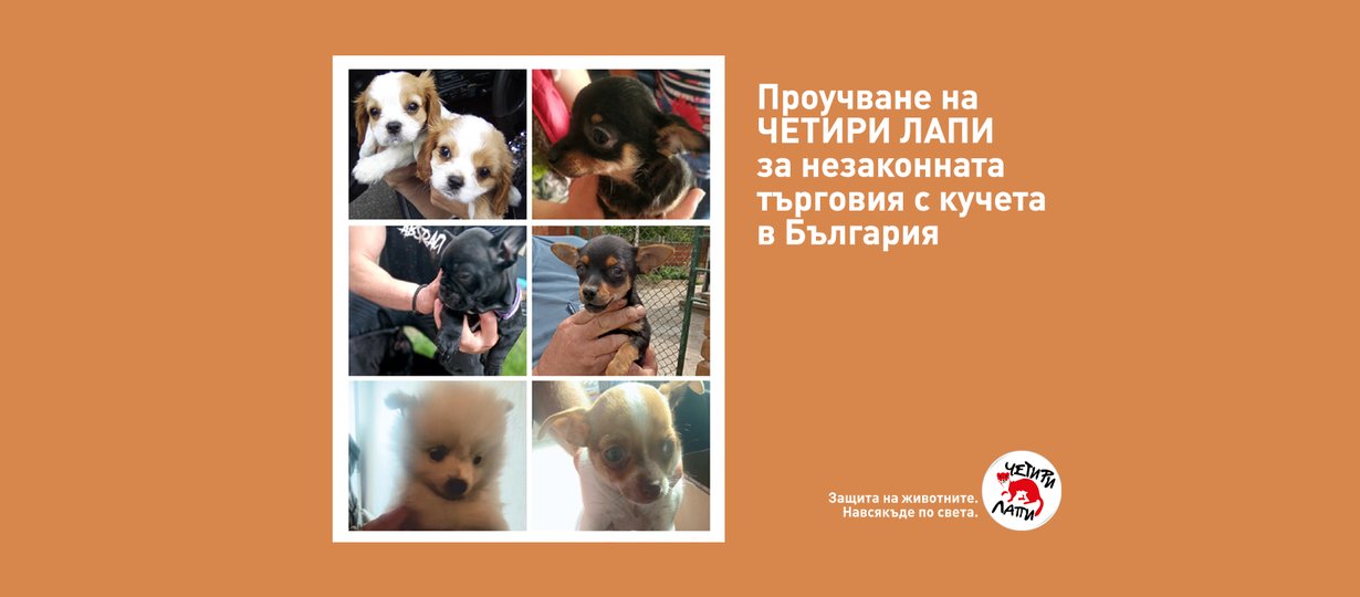 В България процъфтява незаконната търговия с кучета. Едва 10% от