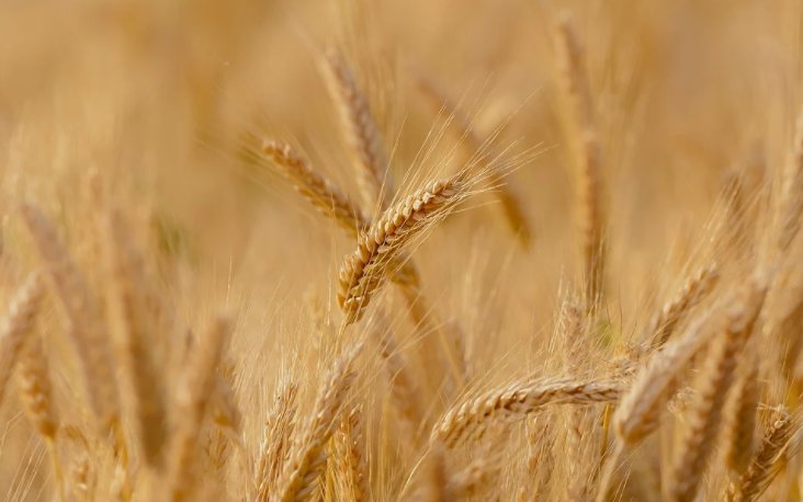 България планира да увеличи зърнените си запаси и да закупи