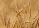 България увеличава запасите си от пшеница