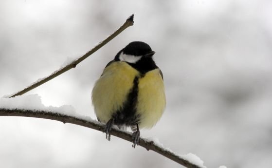 По значителна облачността над югозападни райони и слаб сняг на отделни