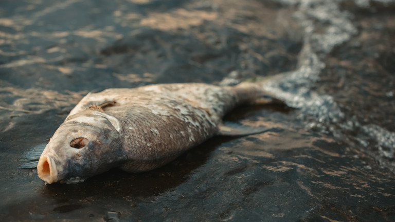 20 тона мъртва риба е извадена от язовир Засмяно край