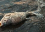 Заради авария в свинекомплекс: извадиха 20 тона мъртва риба от язовир край Аксаково