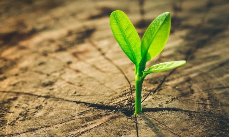 Храната на растителна основа е подходяща за разтоварващ пролетен режим