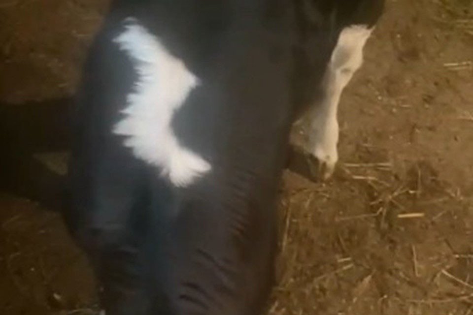В Русия се роди говедо на чието черно тяло местната