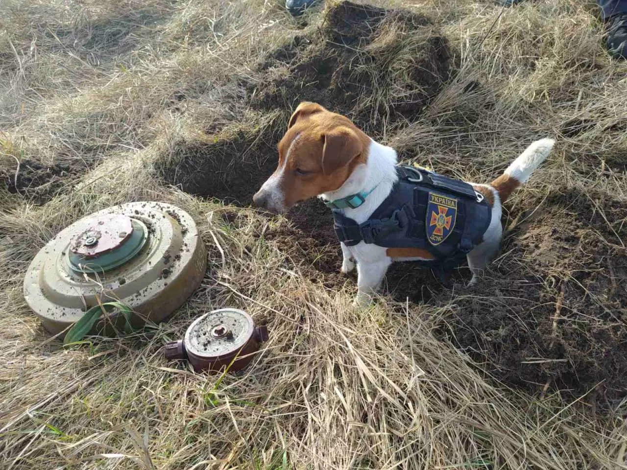 Известното служебно куче Патрон помага за разминирането на Черниговската област