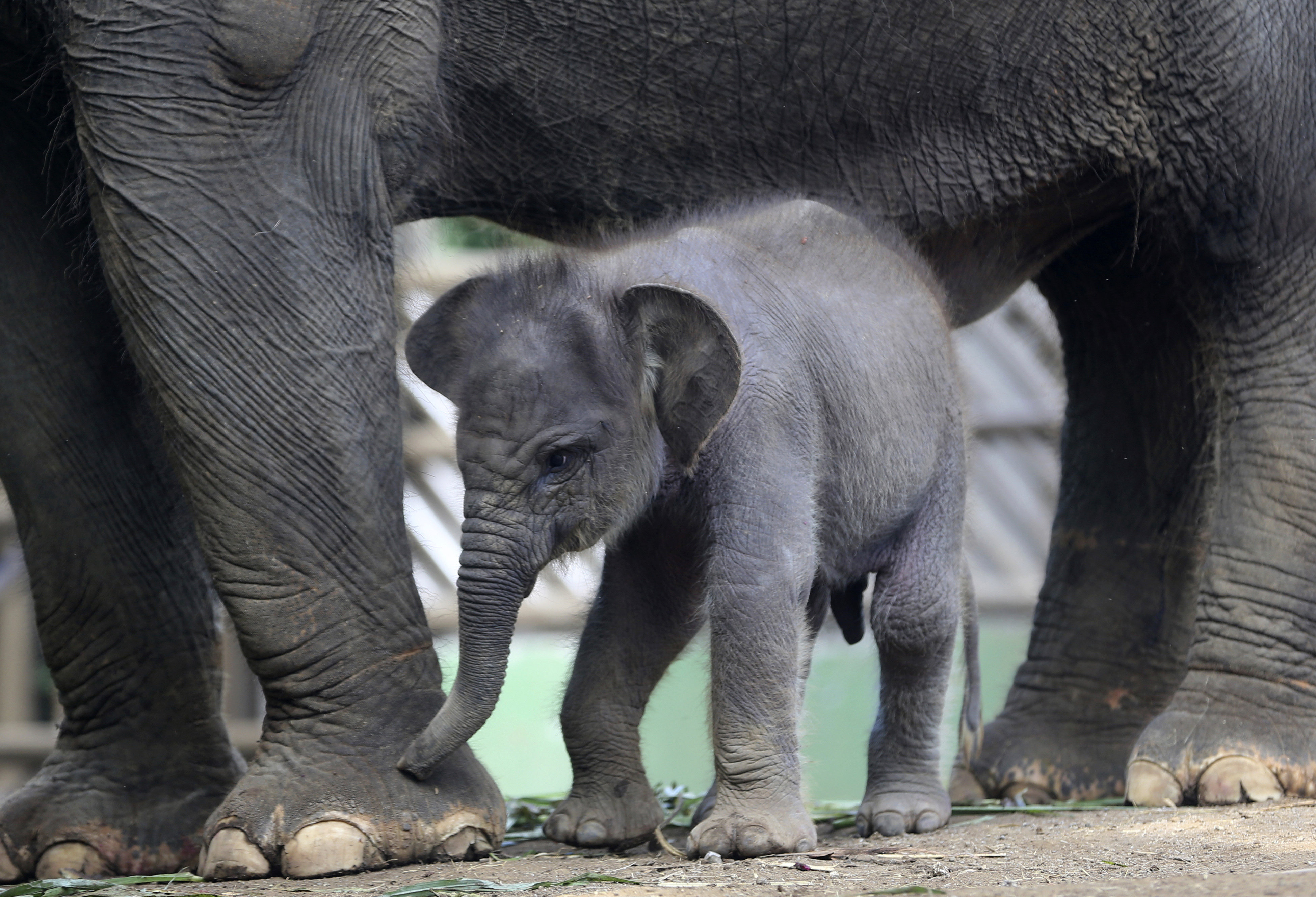 За първи път слонче се роди в зоологическата градина в