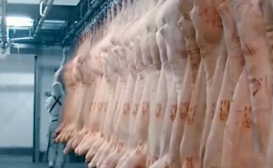 Незаконна кланица е открита при специализирана операция на Икономическа полиция