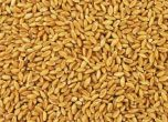 Милиони тонове неизползвано зърно са блокирани в Украйна, предупреди ООН