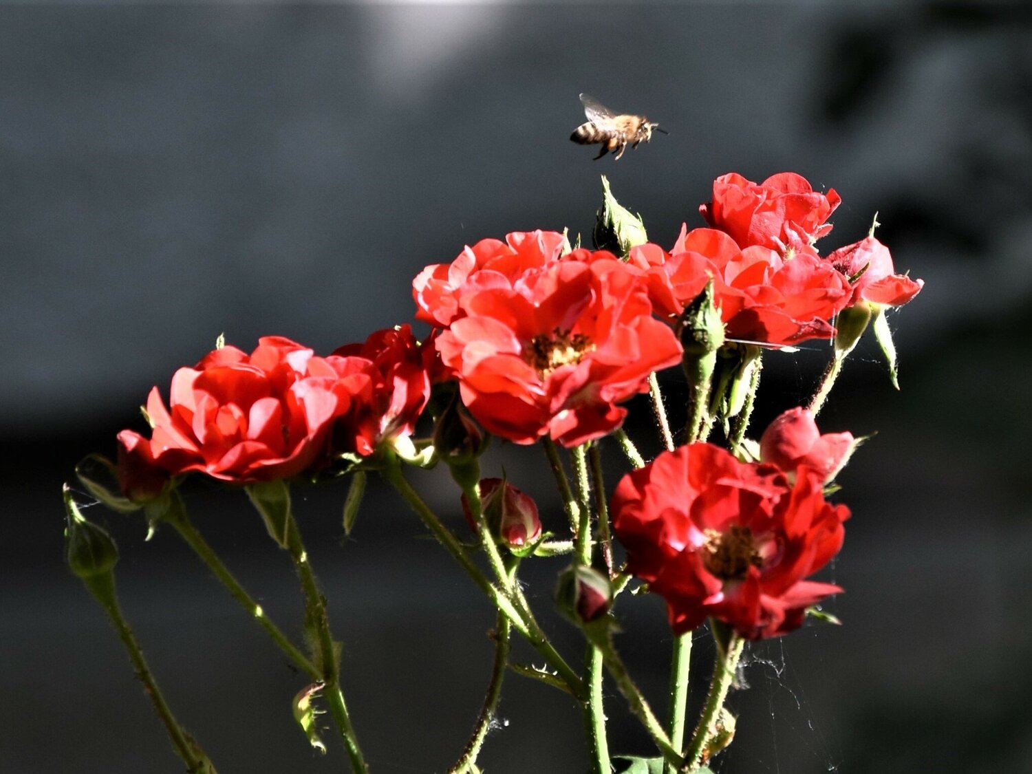 Слънчево и горещо ще е времето днес само на отделни
