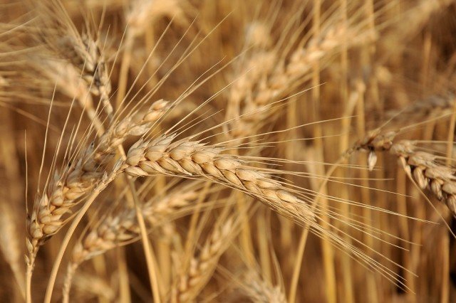 Индия забрани износа на пшеница предаде Ройтерс като се позова