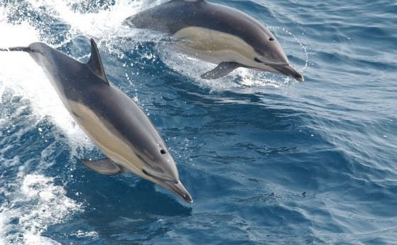Мъртъв делфин е изхвърлен от морето на плажа в Златни