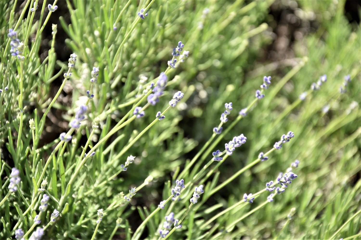 Мощни облаци захлупват небето на много места ще вали и