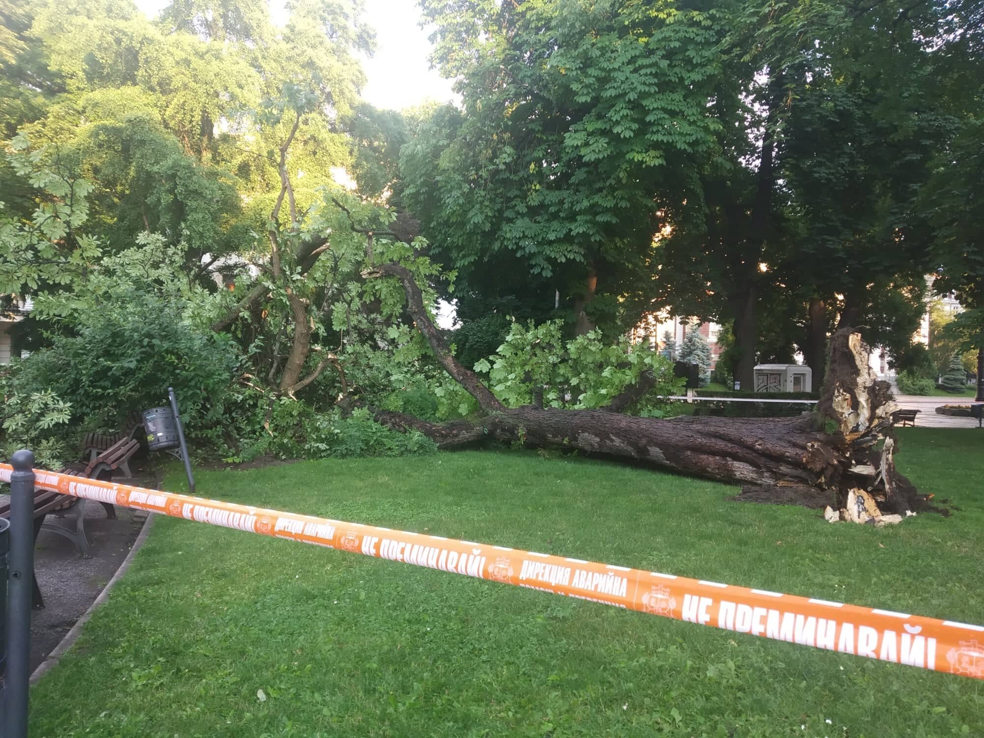 Станалите обичайни напоследък бури събориха дърво пред Народния театър Иван