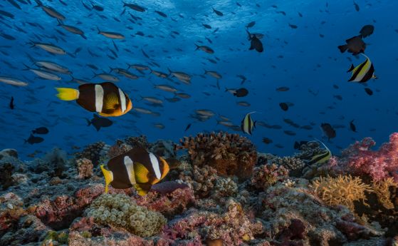 Коралов риф с риби анемоне и различни рифови риби. Малдиви, Индийски океан. 