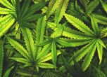 Легализирането на марихуаната в САЩ е увеличило смъртните случаи при ПТП