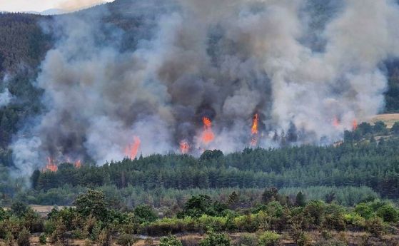 Пожар в землищата на селата  Левски и Елшица в Пазарджишка област